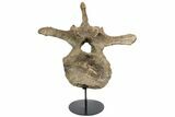 Triceratops Dorsal Vertebrae On Stand - North Dakota #77976-2